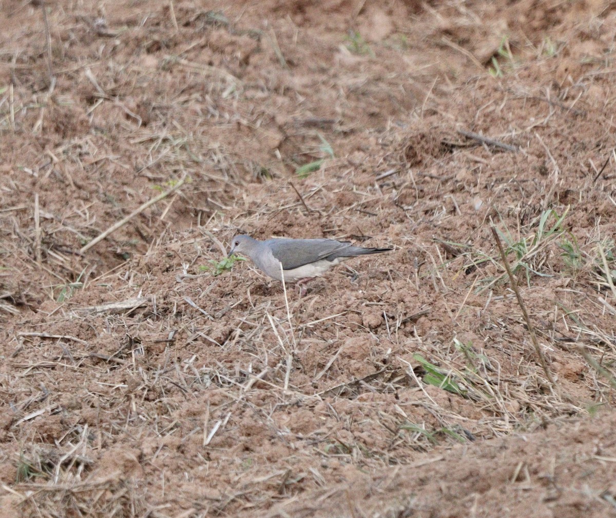 White-tipped Dove - ML646407773
