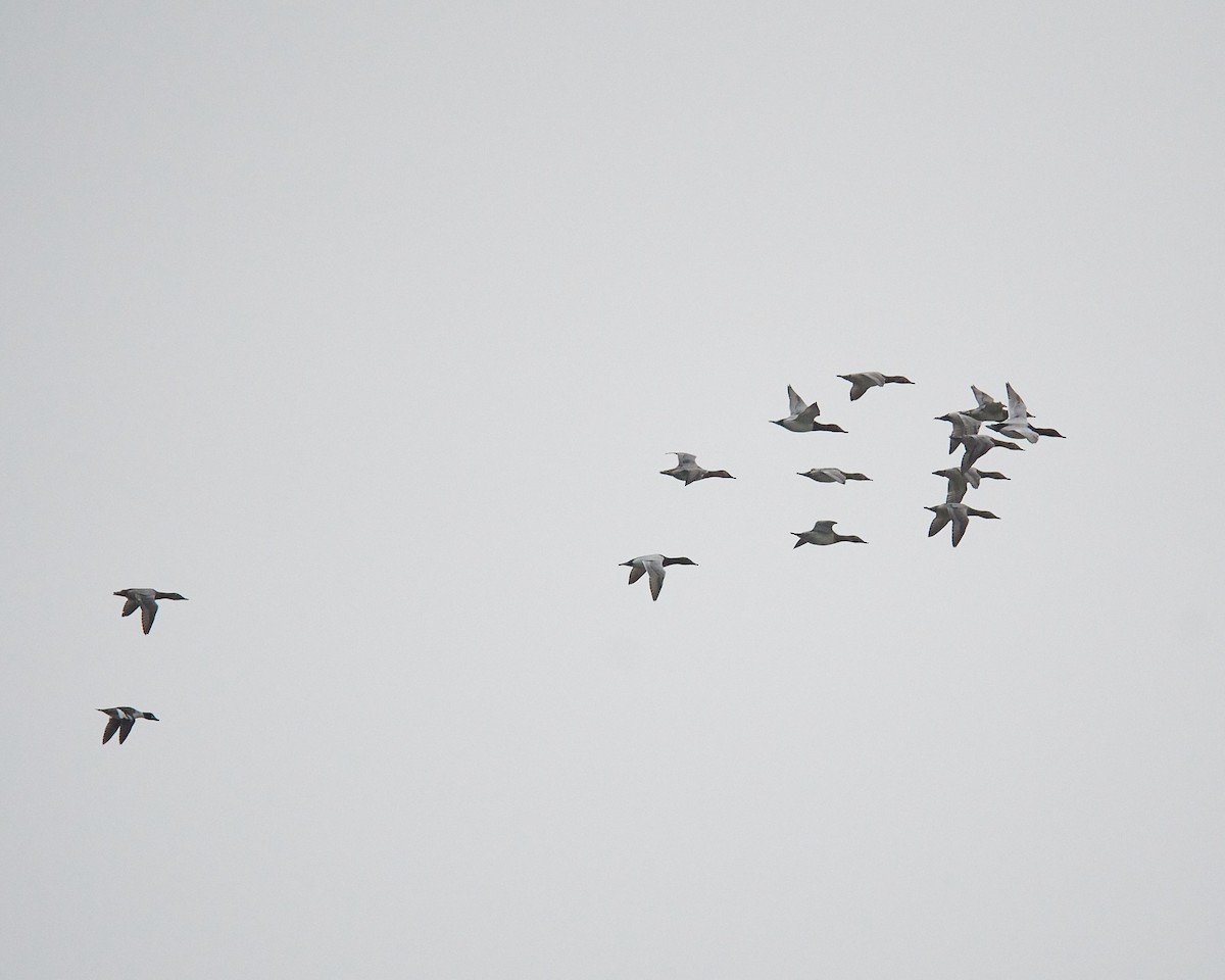 Canvasback - ML646407774