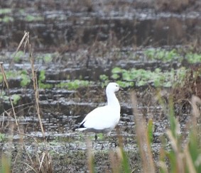 Ross's Goose - ML646407775