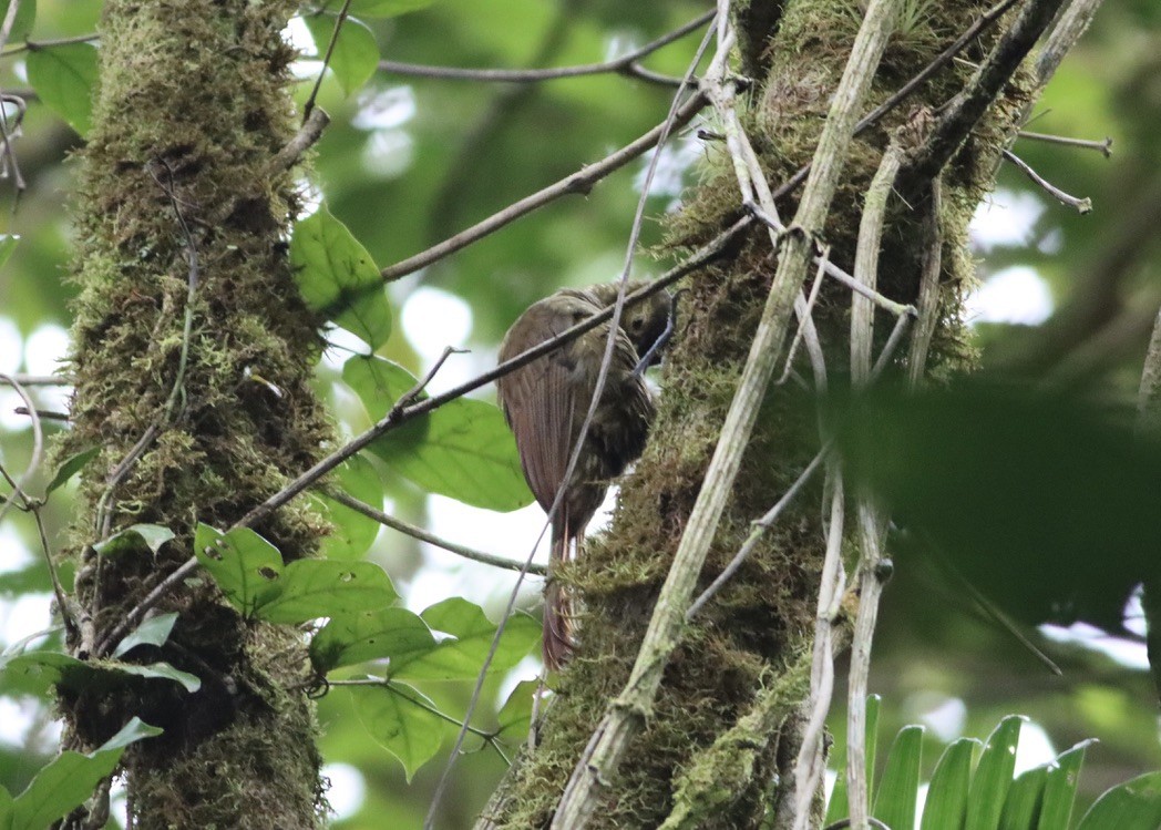 Spotted Woodcreeper - ML646407776