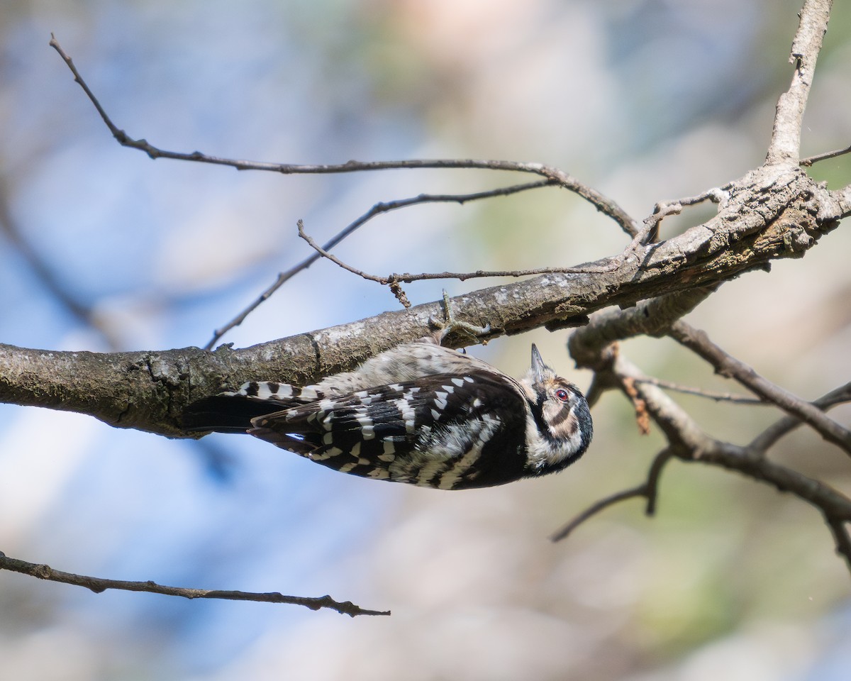 Lesser Spotted Woodpecker - ML646407777
