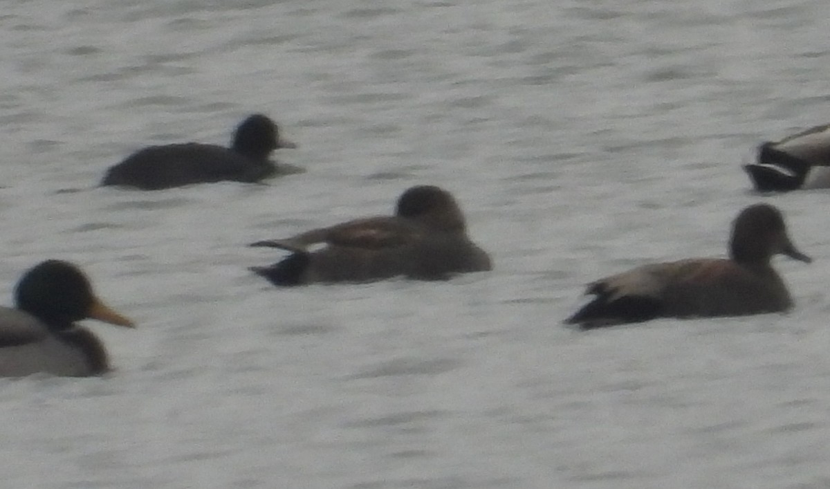 Gadwall - ML646407778