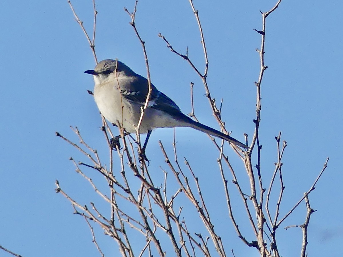 Northern Mockingbird - ML646407779