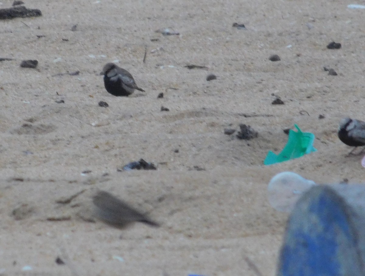 Ashy-crowned Sparrow-Lark - ML646407781