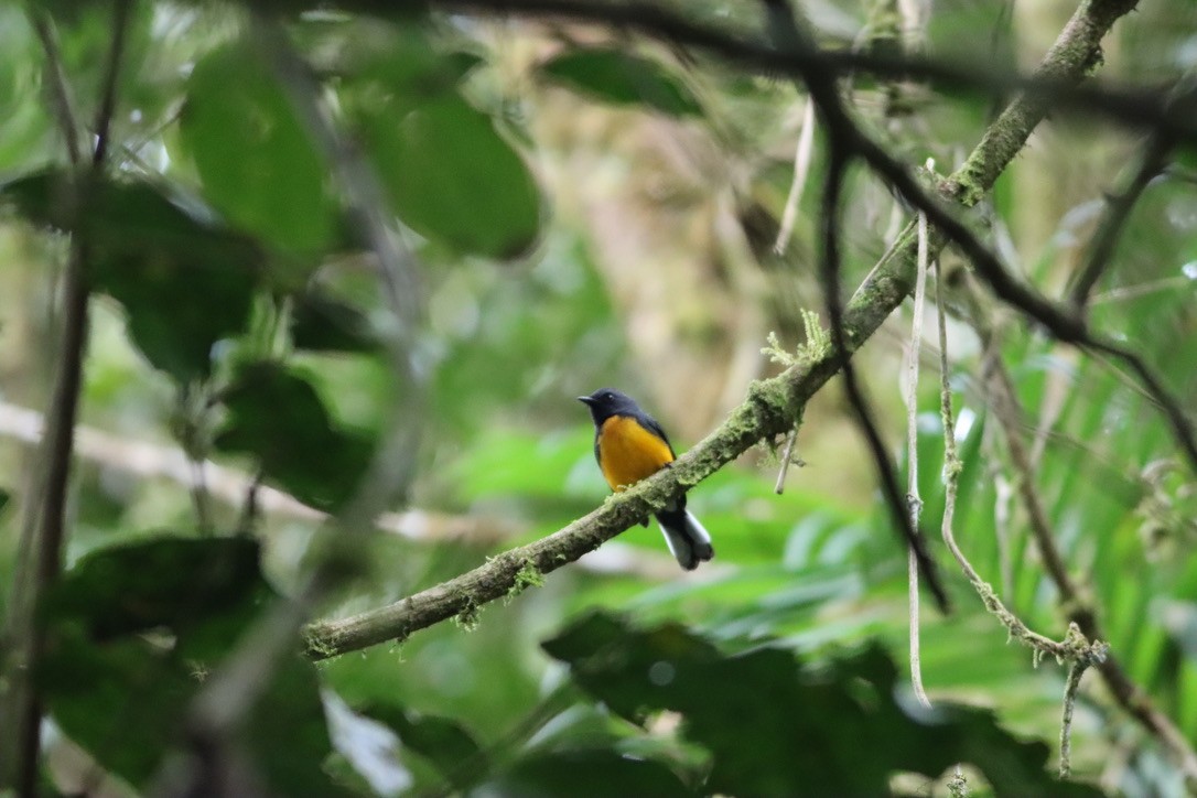 Slate-throated Redstart - ML646407782