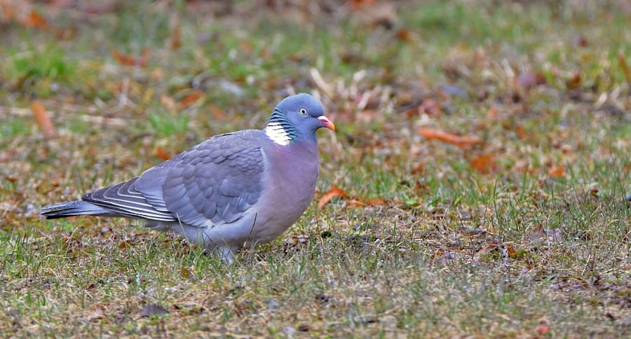 Common Wood-Pigeon - ML646407783