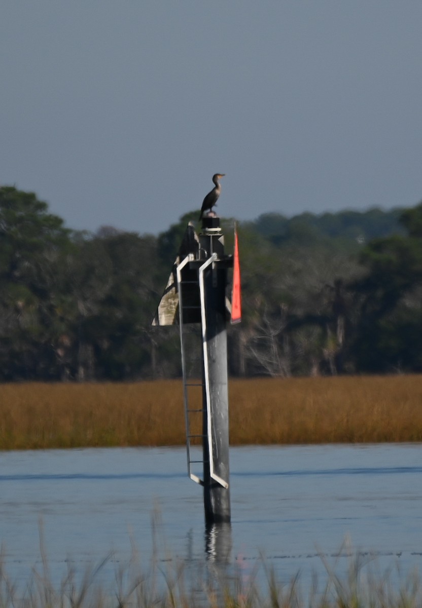 Double-crested Cormorant - ML646407784