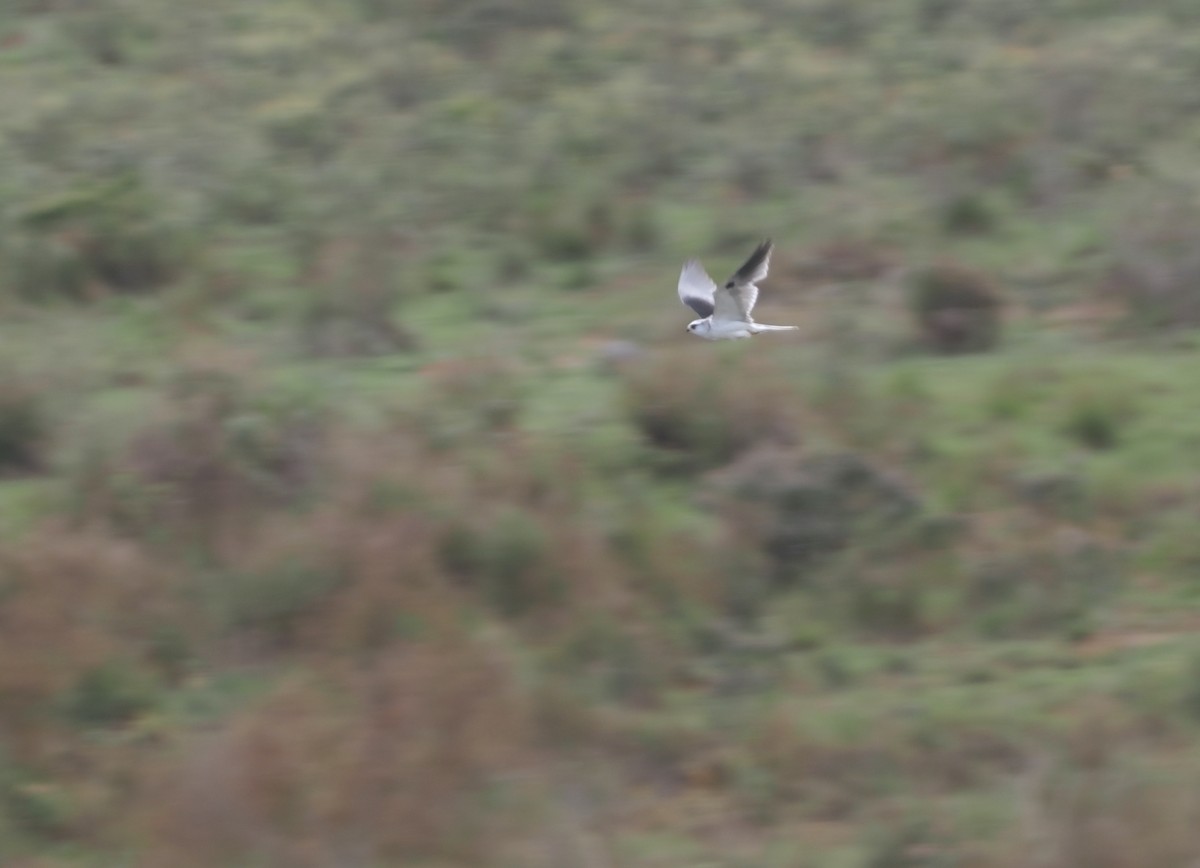 White-tailed Kite - ML646407785