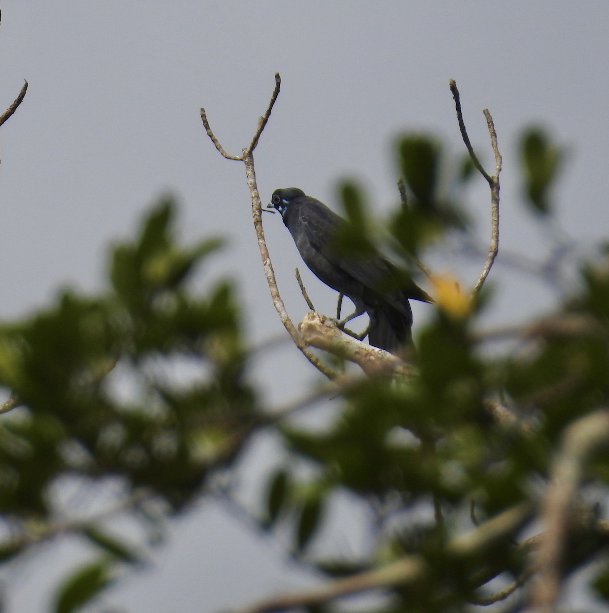 Bare-necked Fruitcrow - ML646407786