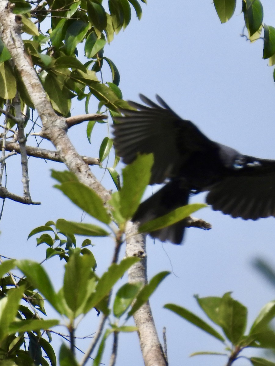 Bare-necked Fruitcrow - ML646407787