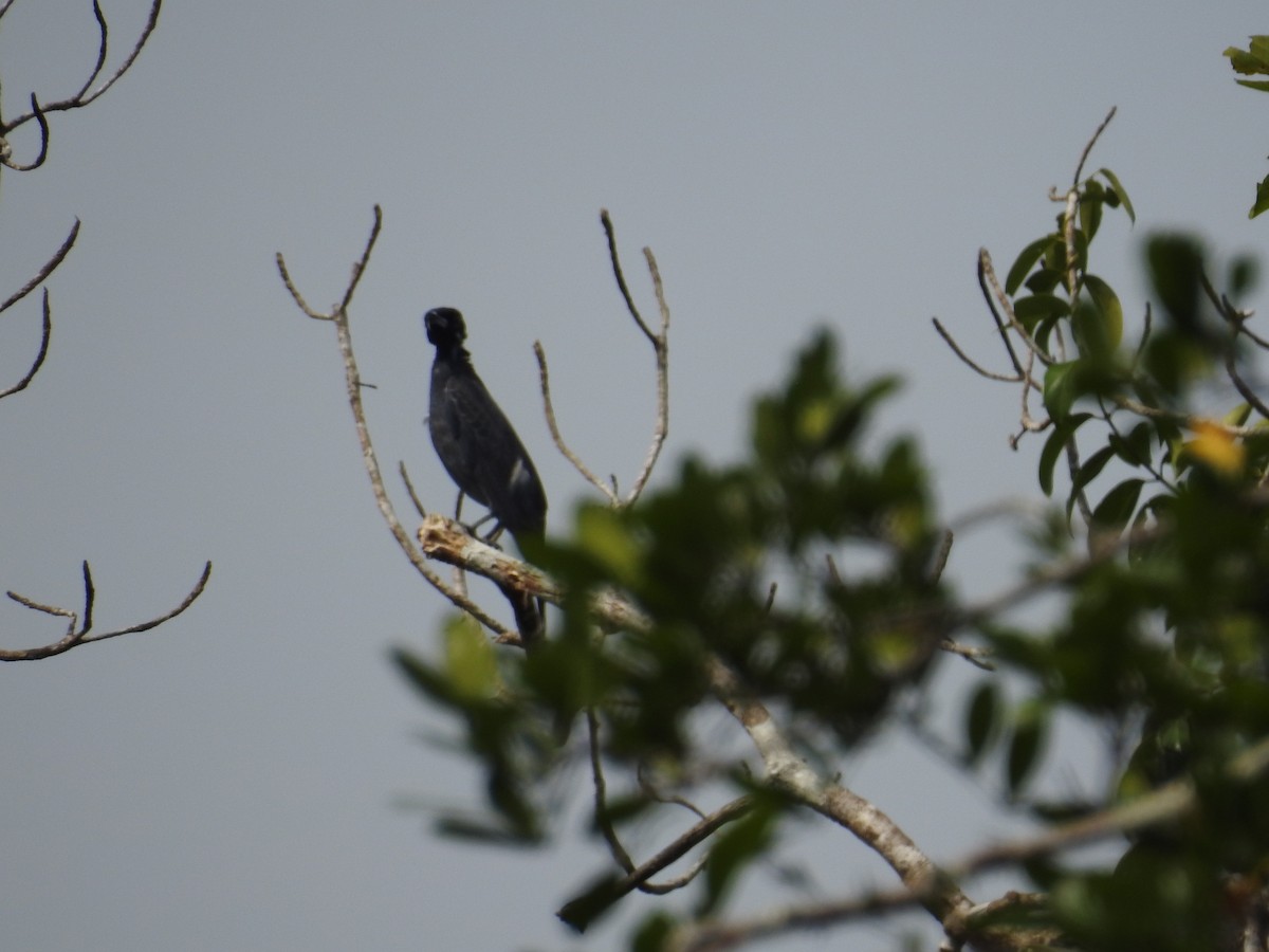 Bare-necked Fruitcrow - ML646407788