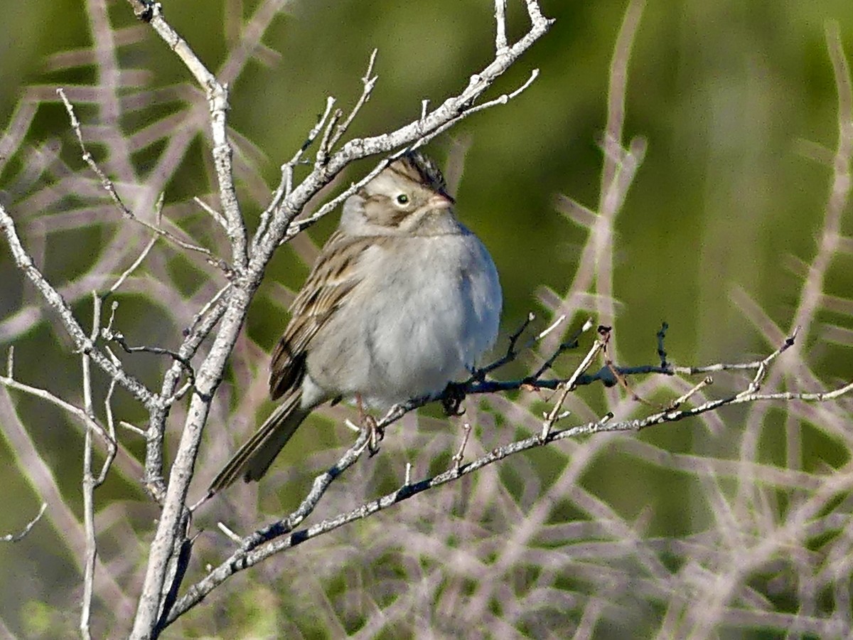 Brewer's Sparrow - ML646407790