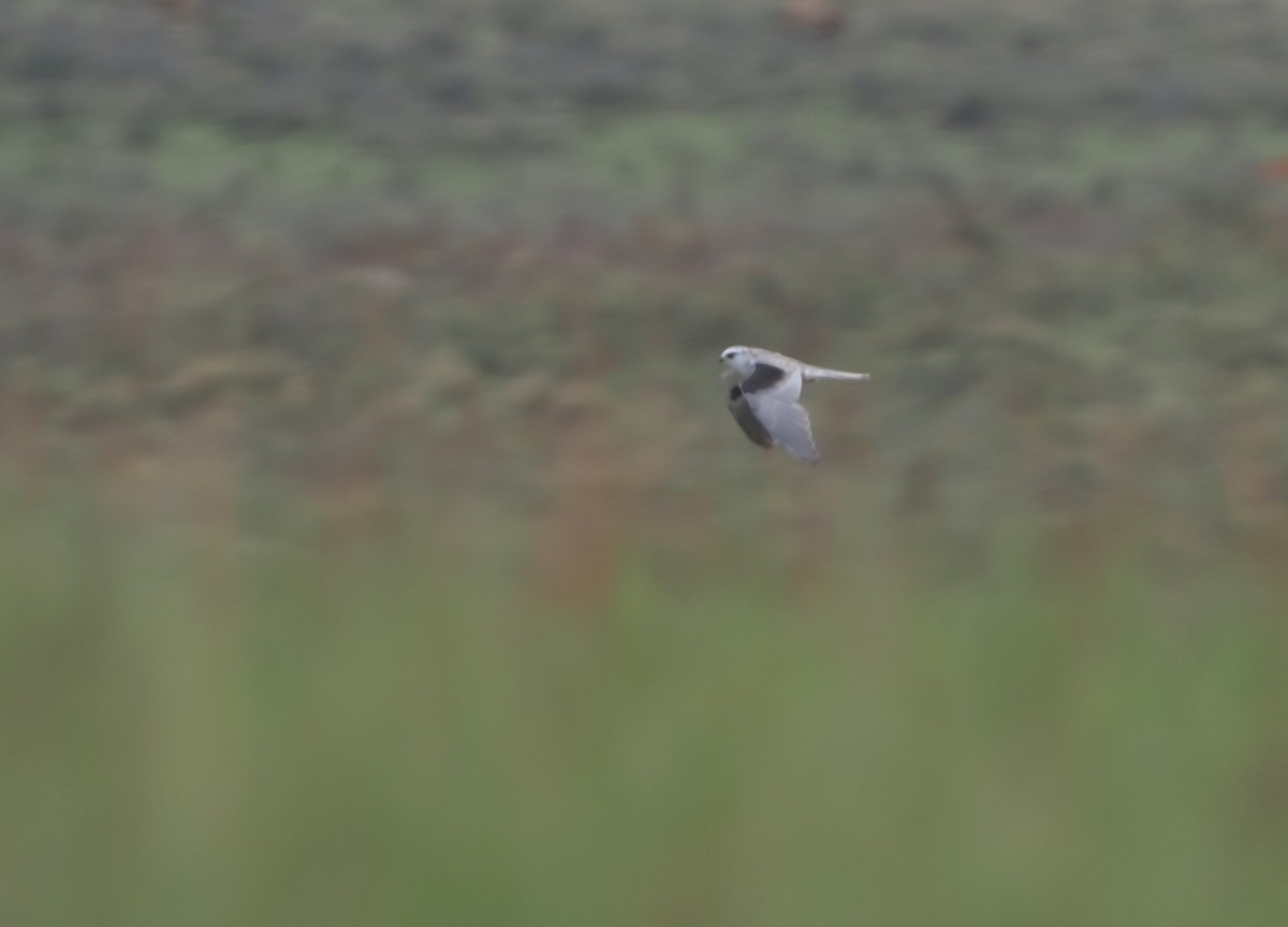 White-tailed Kite - ML646407792