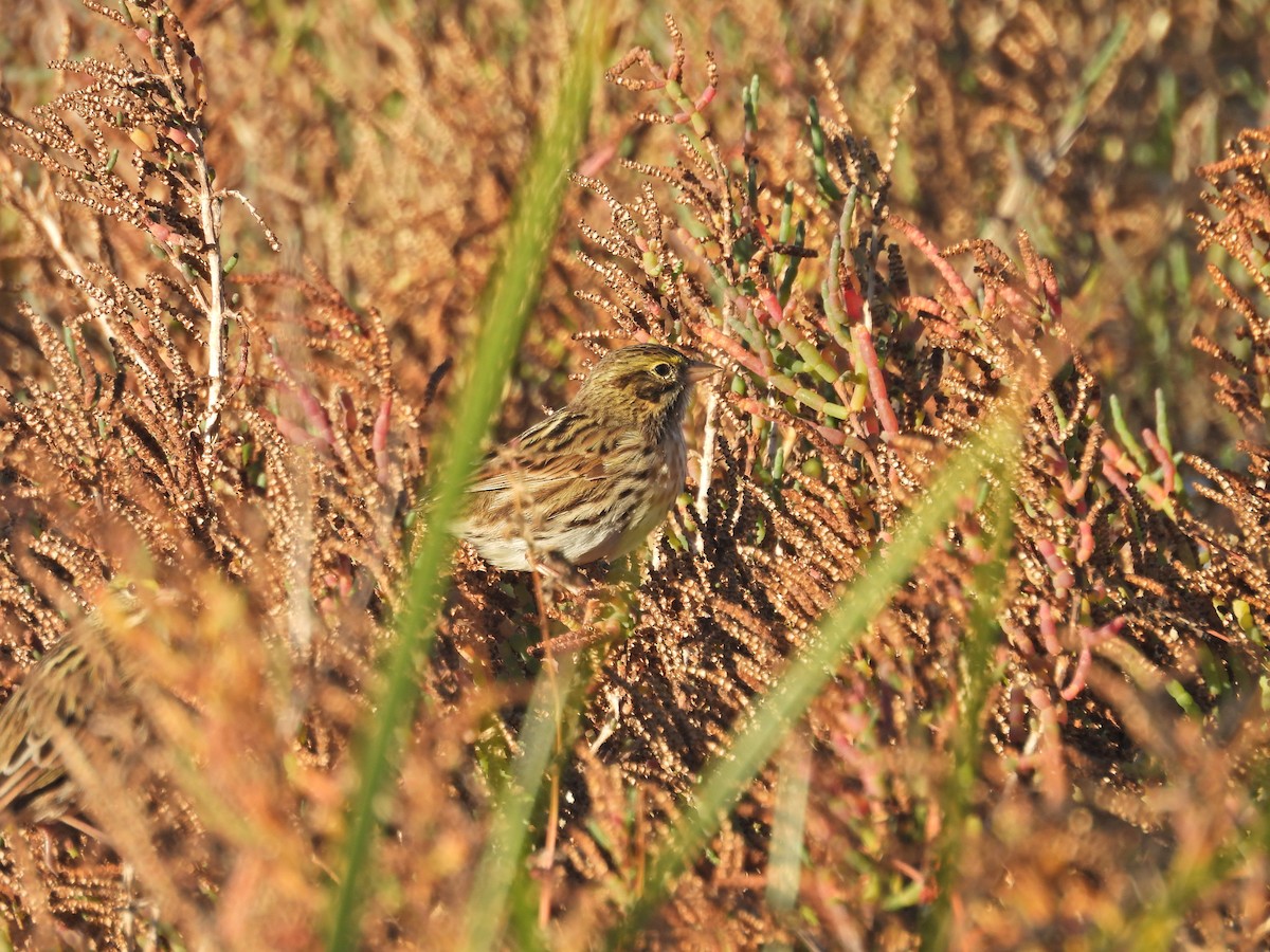 Savannah Sparrow - ML646407793