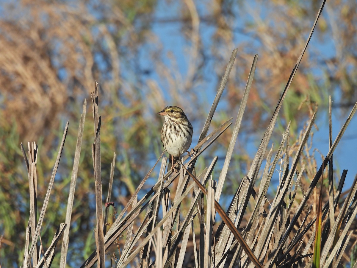 Savannah Sparrow - ML646407794