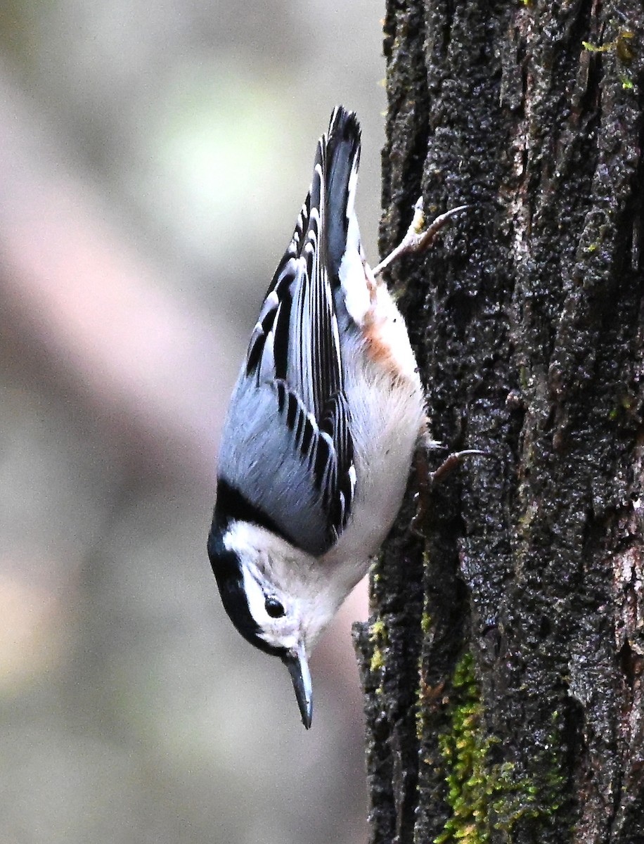 White-breasted Nuthatch - ML646407795