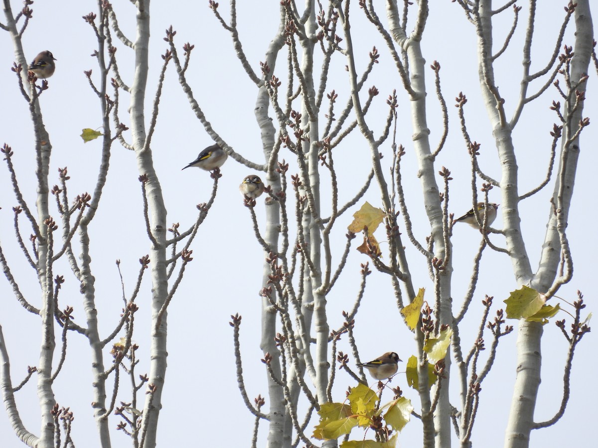 European Goldfinch - ML646407796