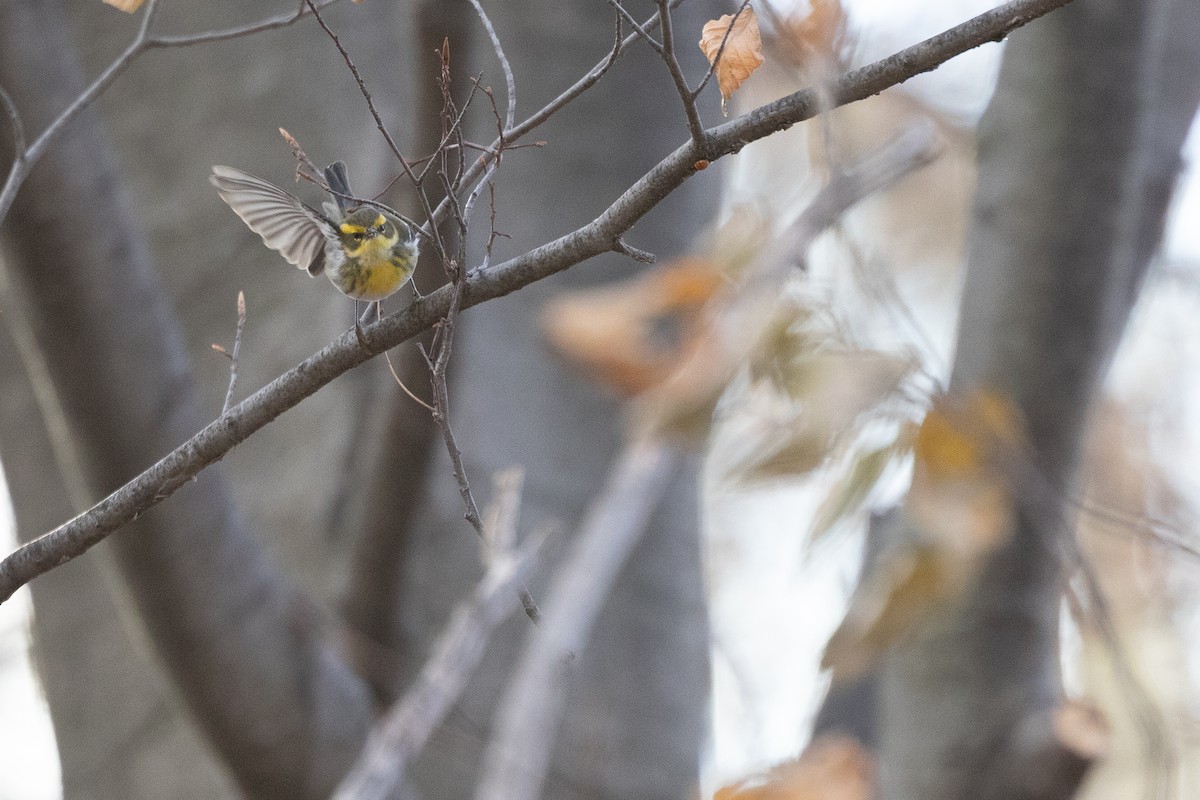 Townsend's Warbler - ML646407797