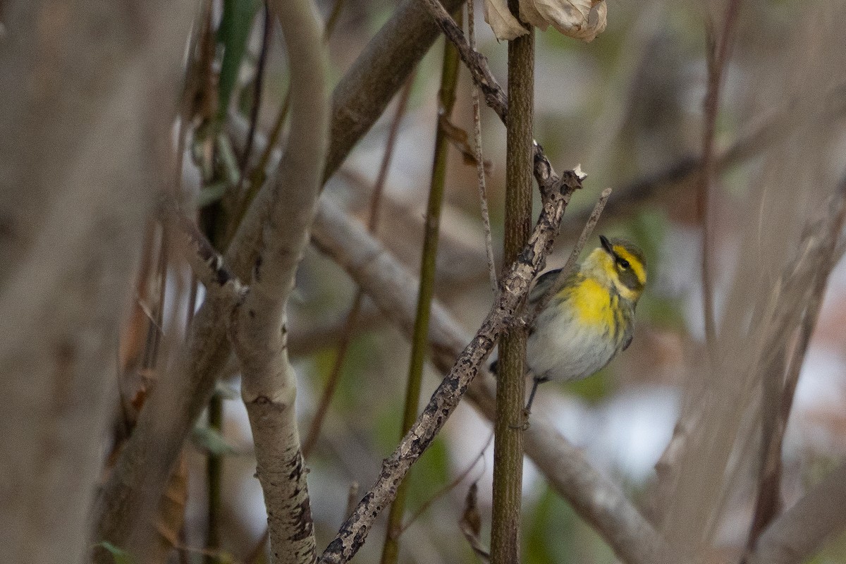 Townsend's Warbler - ML646407798