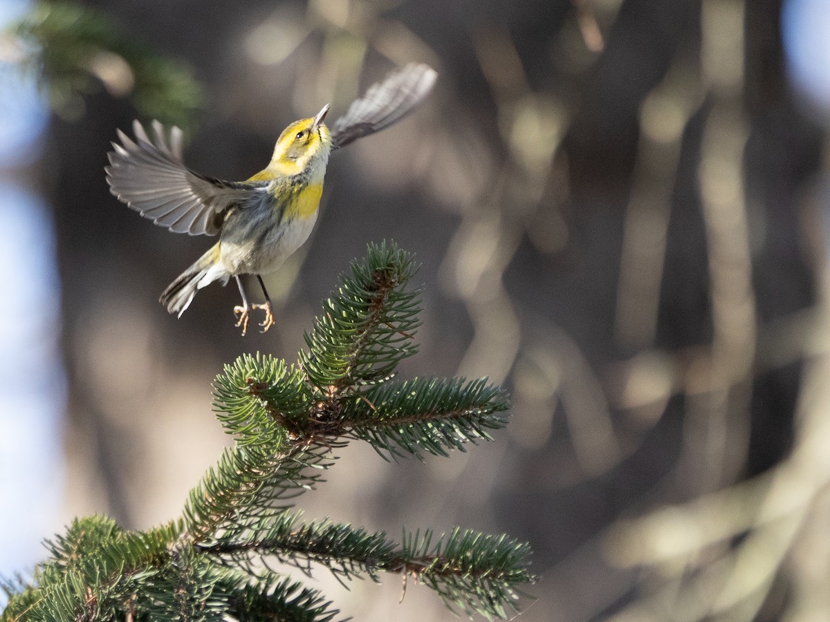 Townsend's Warbler - ML646407799