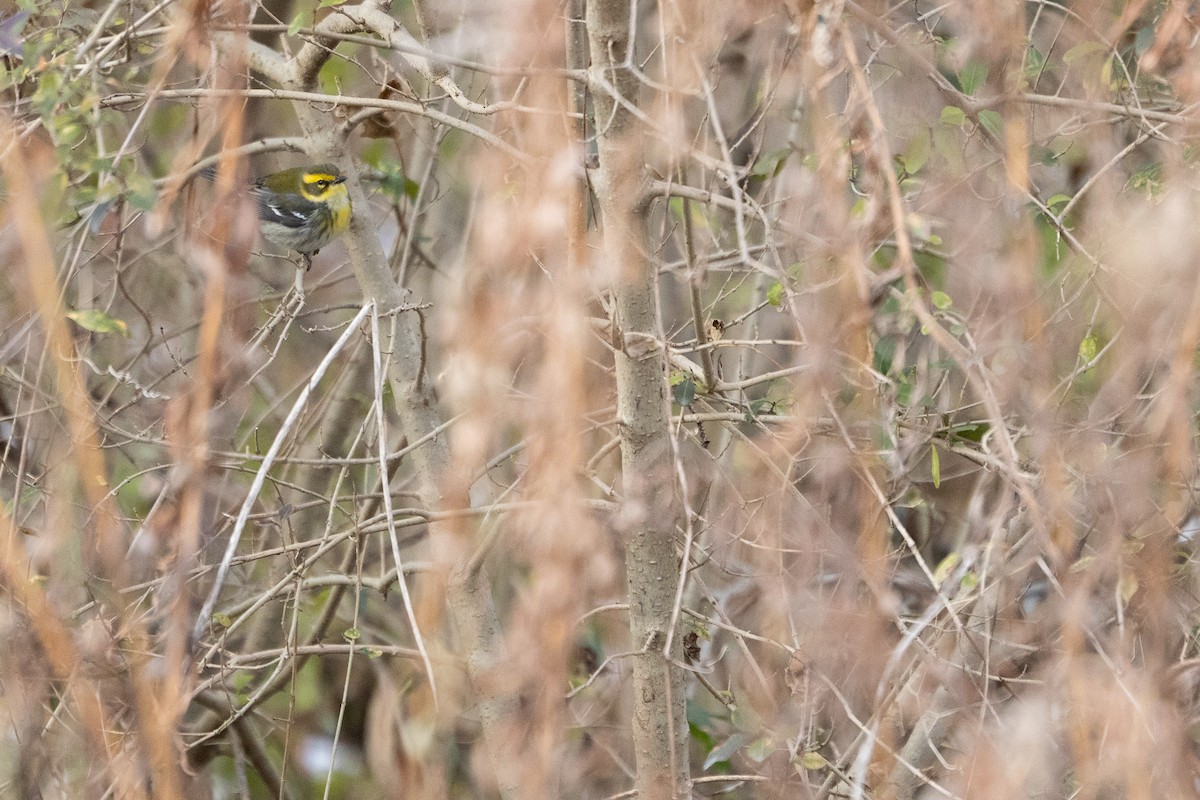 Townsend's Warbler - ML646407800