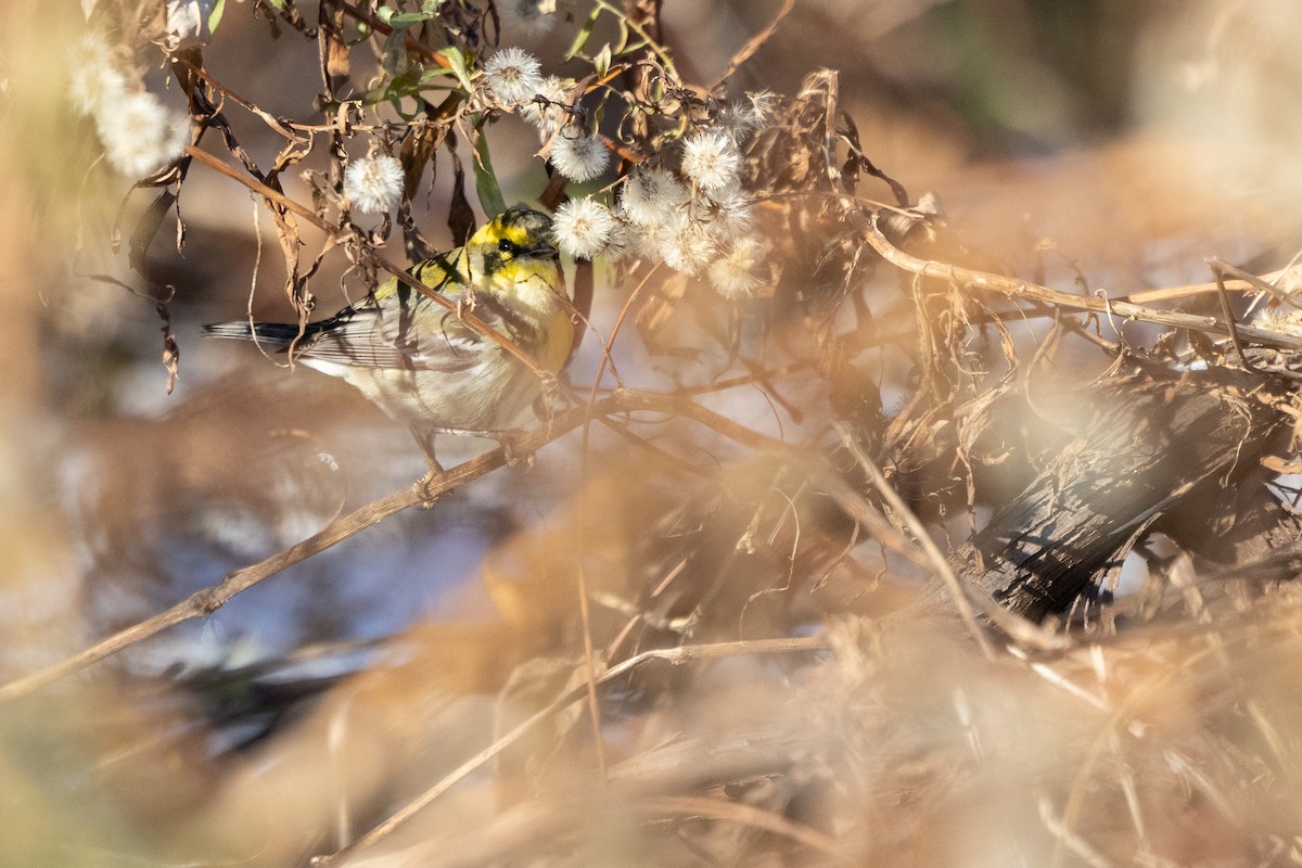 Townsend's Warbler - ML646407801