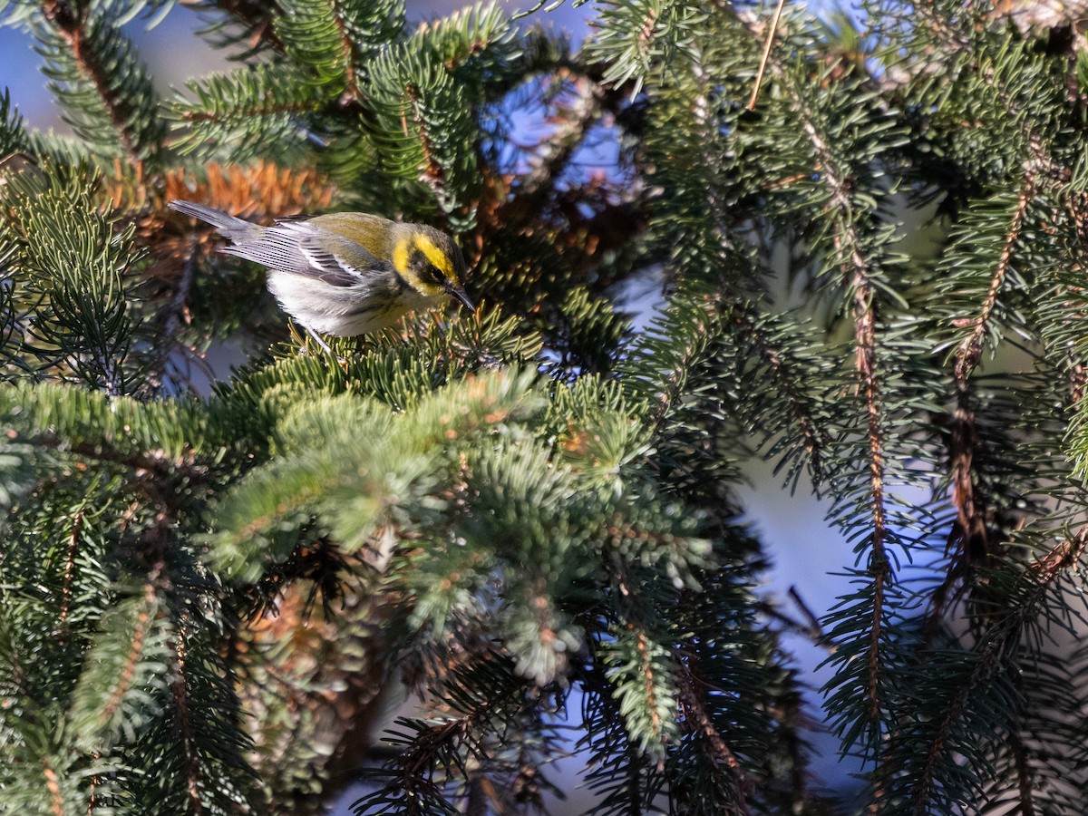 Townsend's Warbler - ML646407802