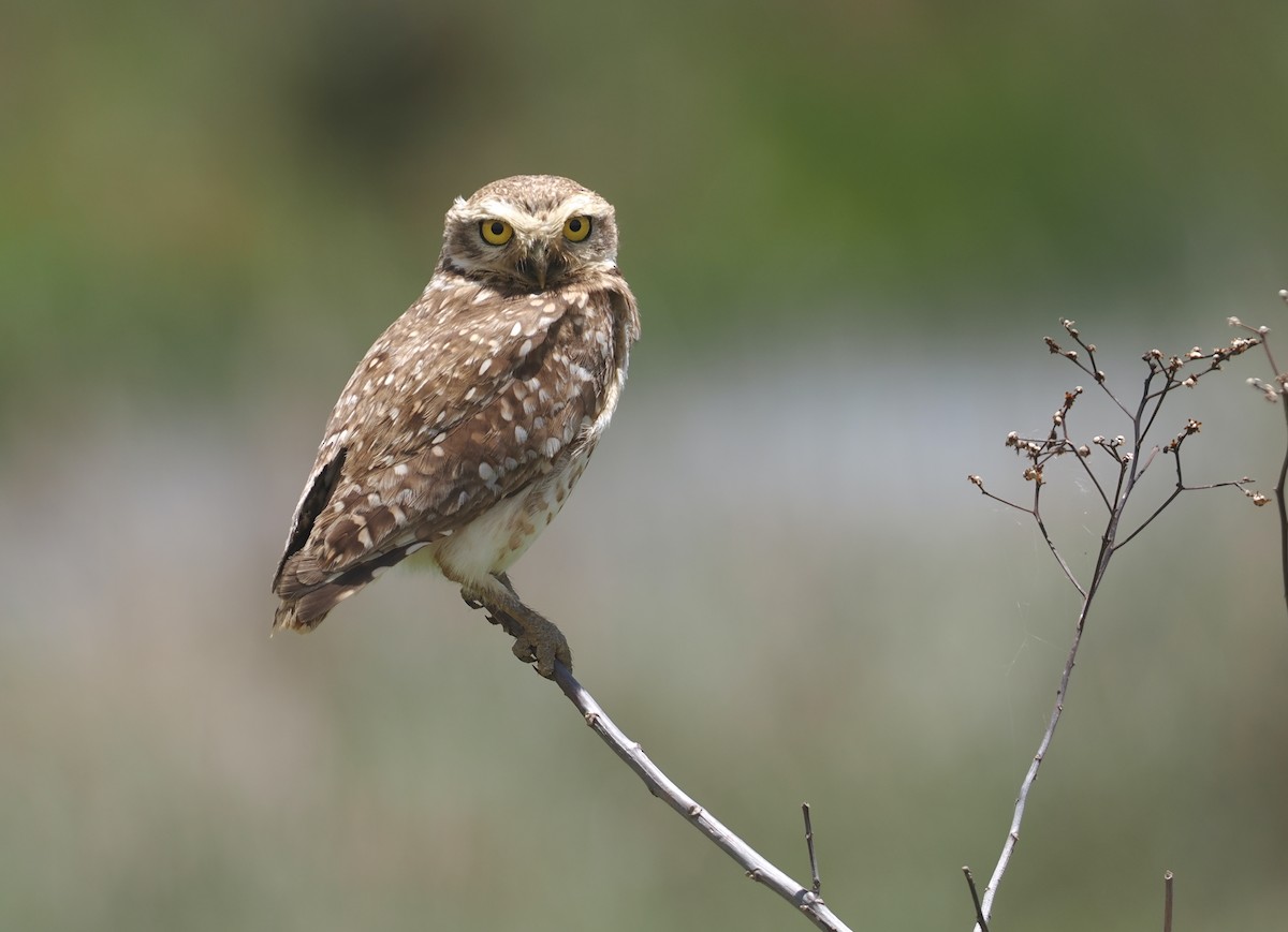 Yer Kukumavı - ML646407805