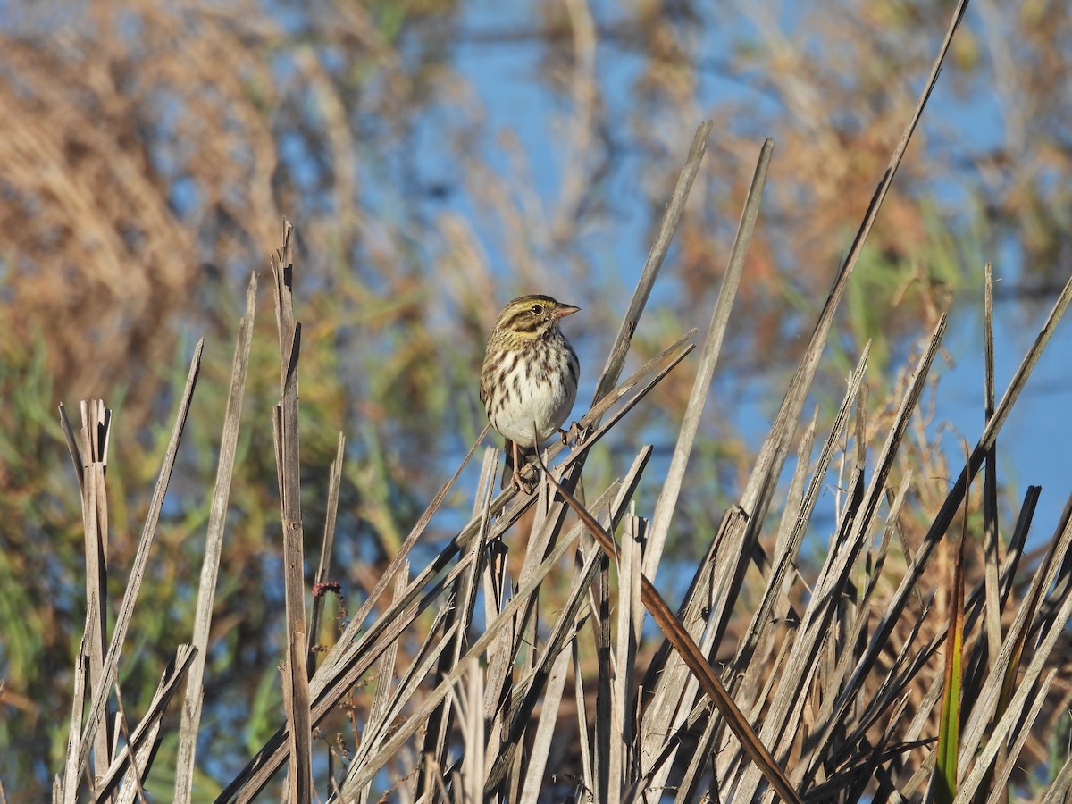 Savannah Sparrow - ML646407806