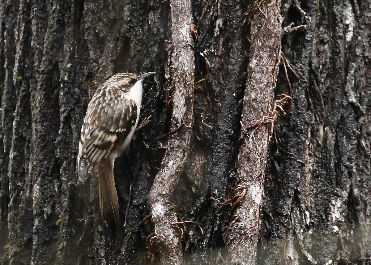 Brown Creeper - ML646407807