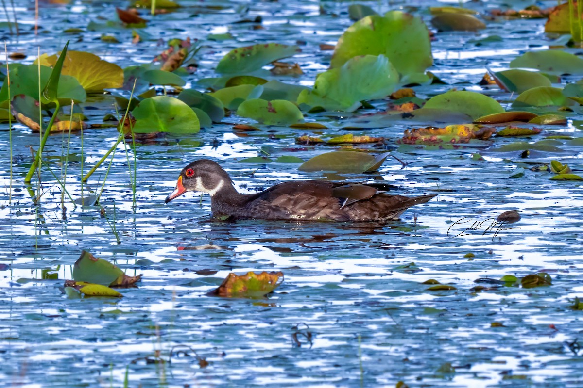 Anatra sposa - ML646407809