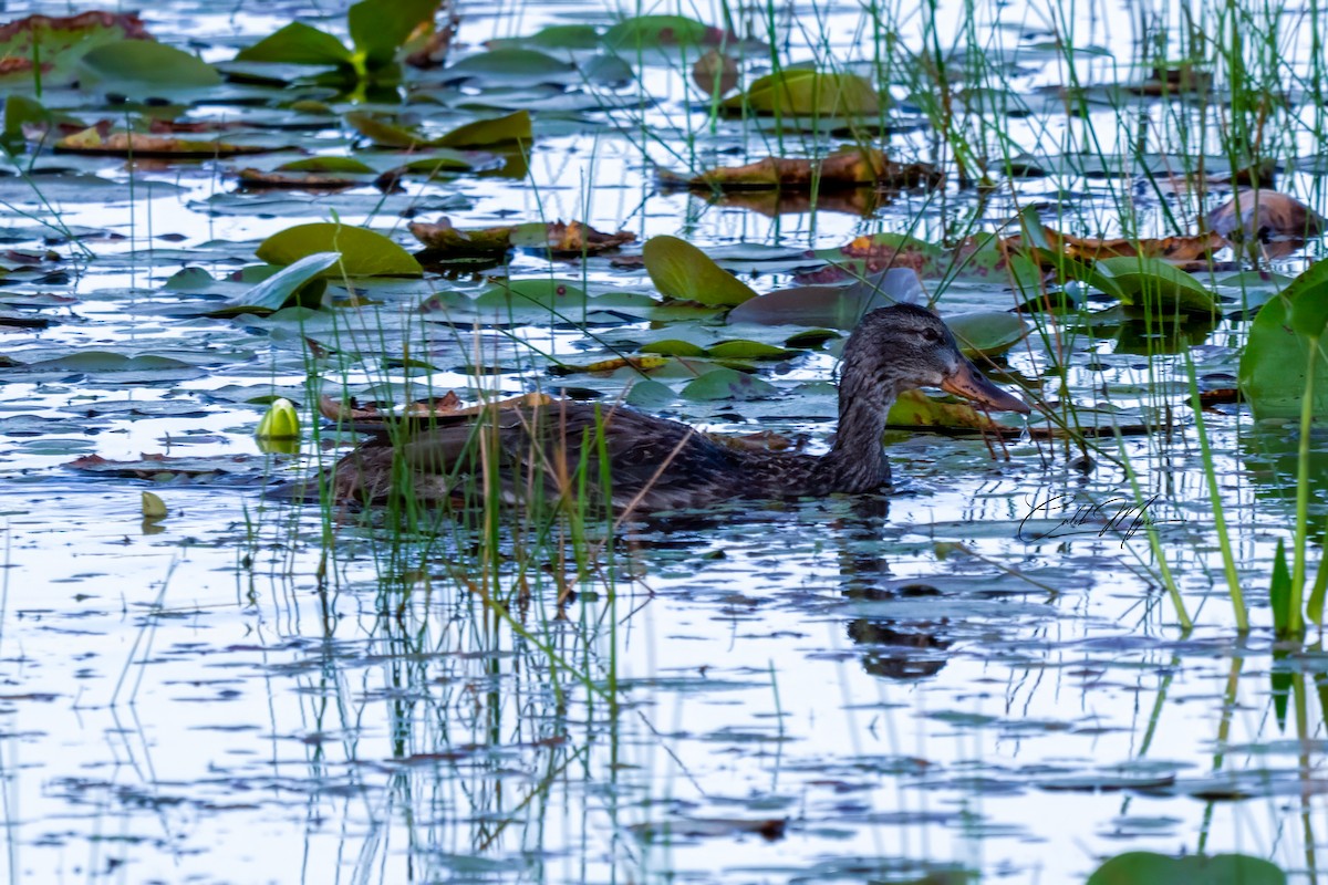 Germano reale - ML646407810