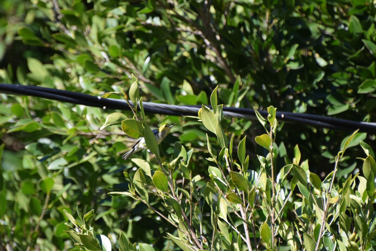 lesňáček proužkoboký - ML646407811