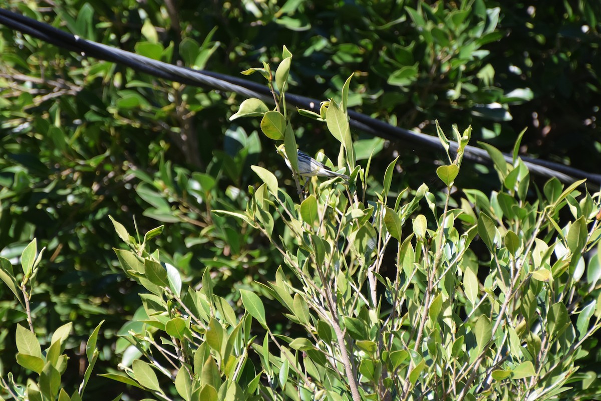 lesňáček proužkoboký - ML646407812