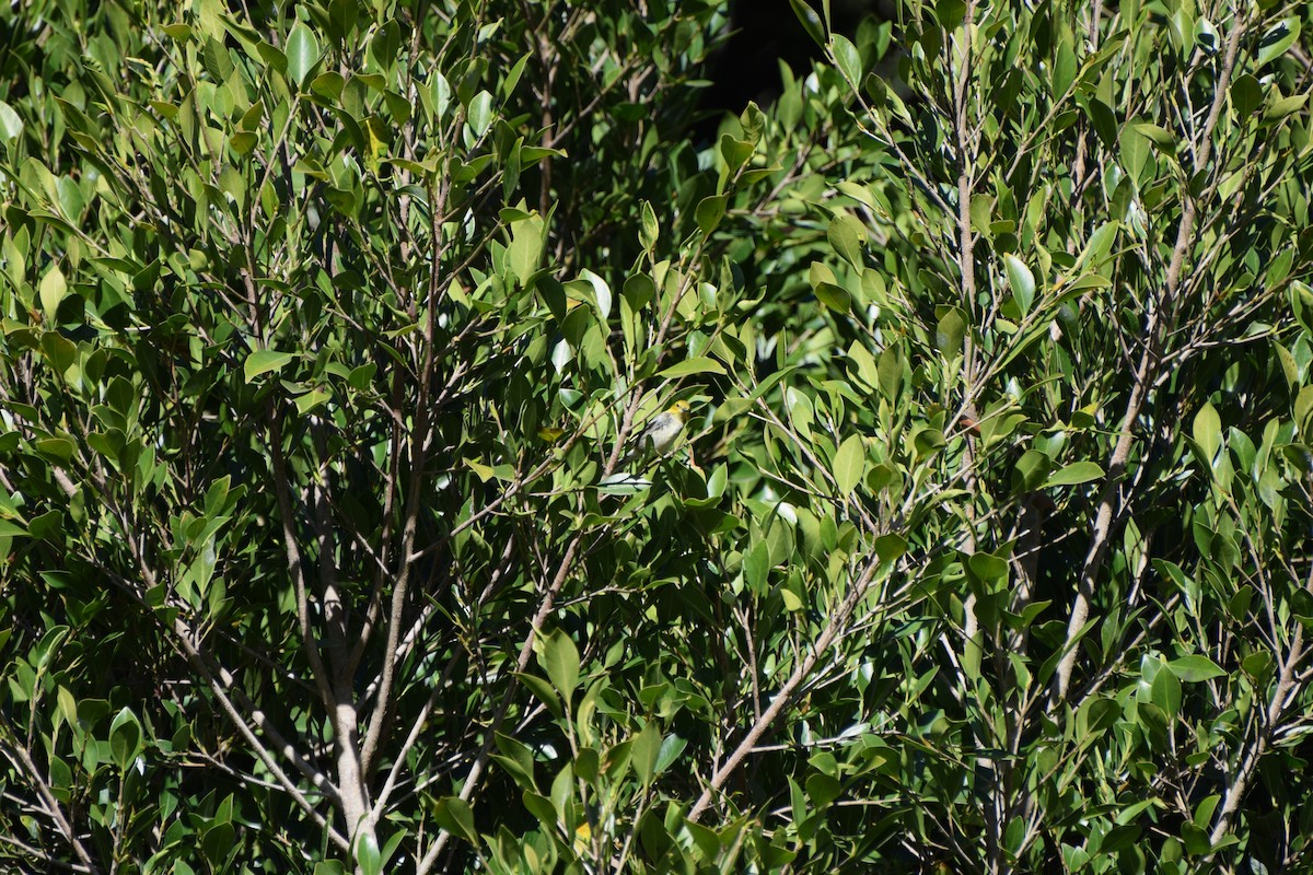 lesňáček proužkoboký - ML646407813