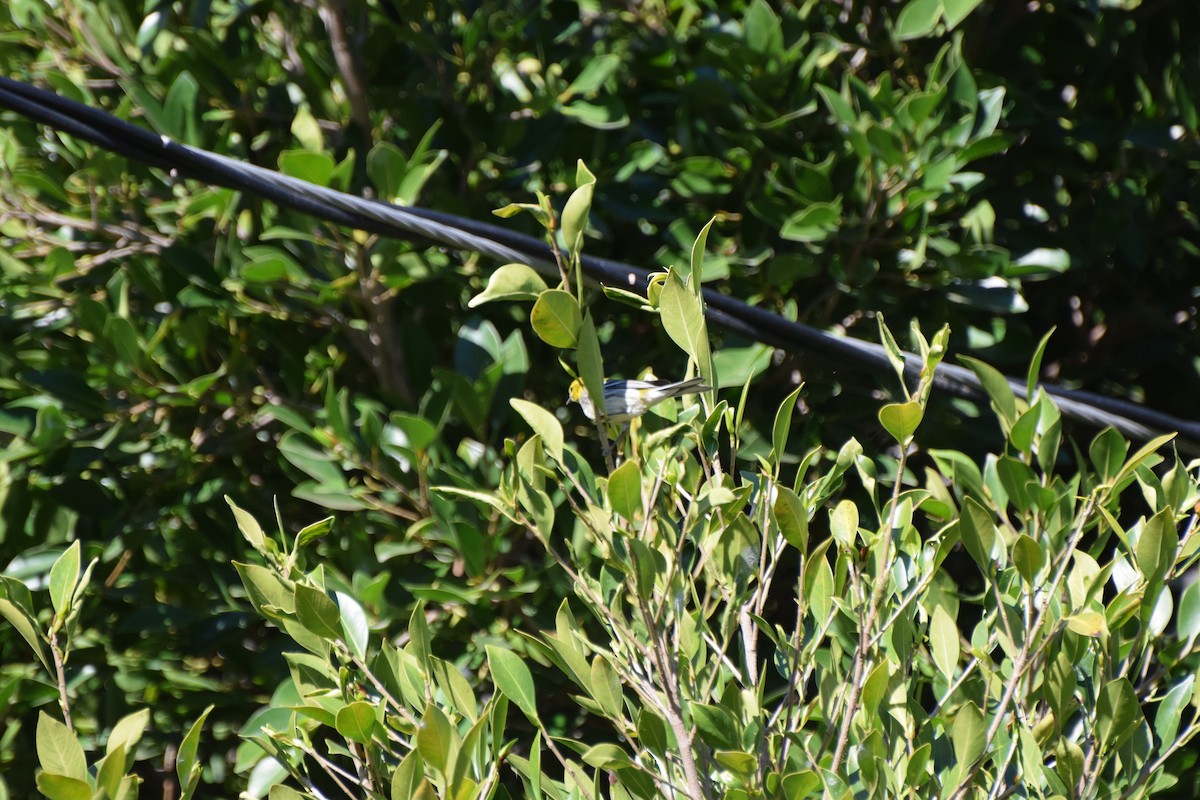 lesňáček proužkoboký - ML646407814