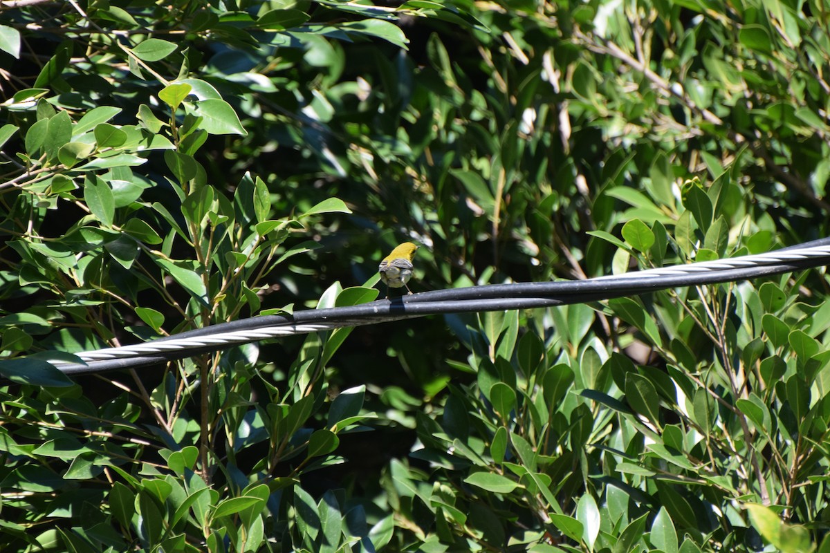 lesňáček proužkoboký - ML646407815