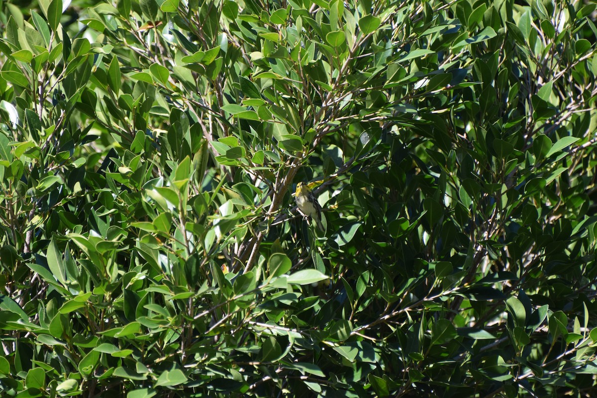 lesňáček proužkoboký - ML646407816