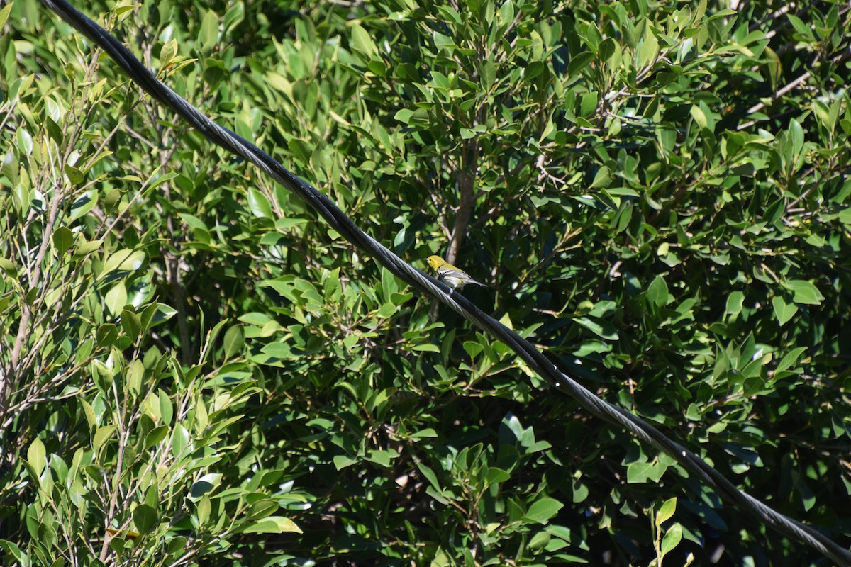 lesňáček proužkoboký - ML646407817