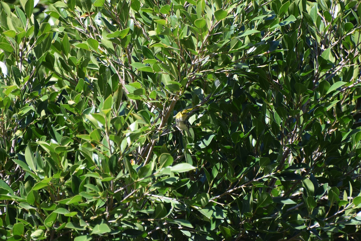 lesňáček proužkoboký - ML646407818