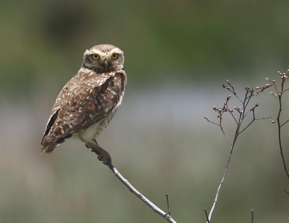 Yer Kukumavı - ML646407819