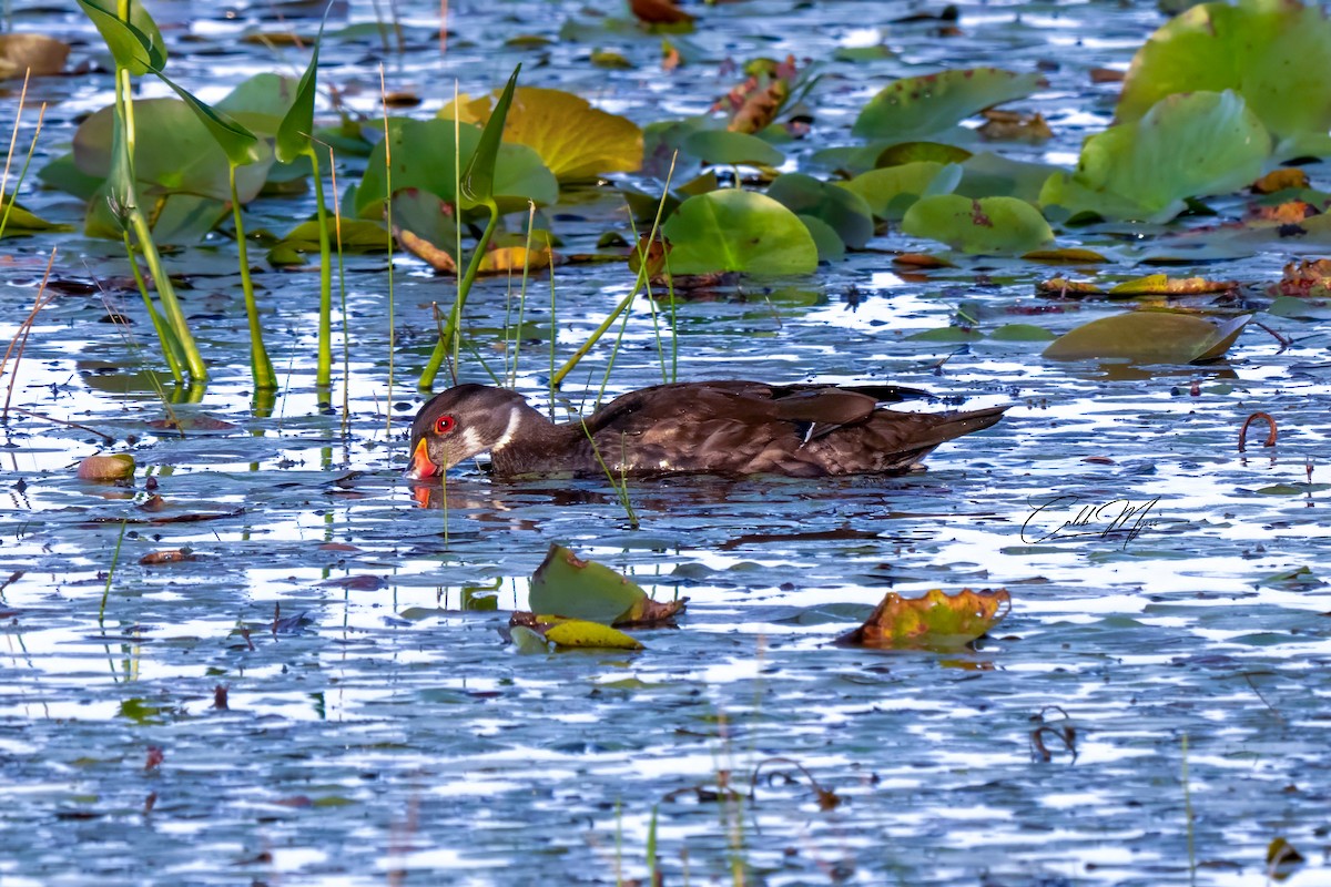Anatra sposa - ML646407822