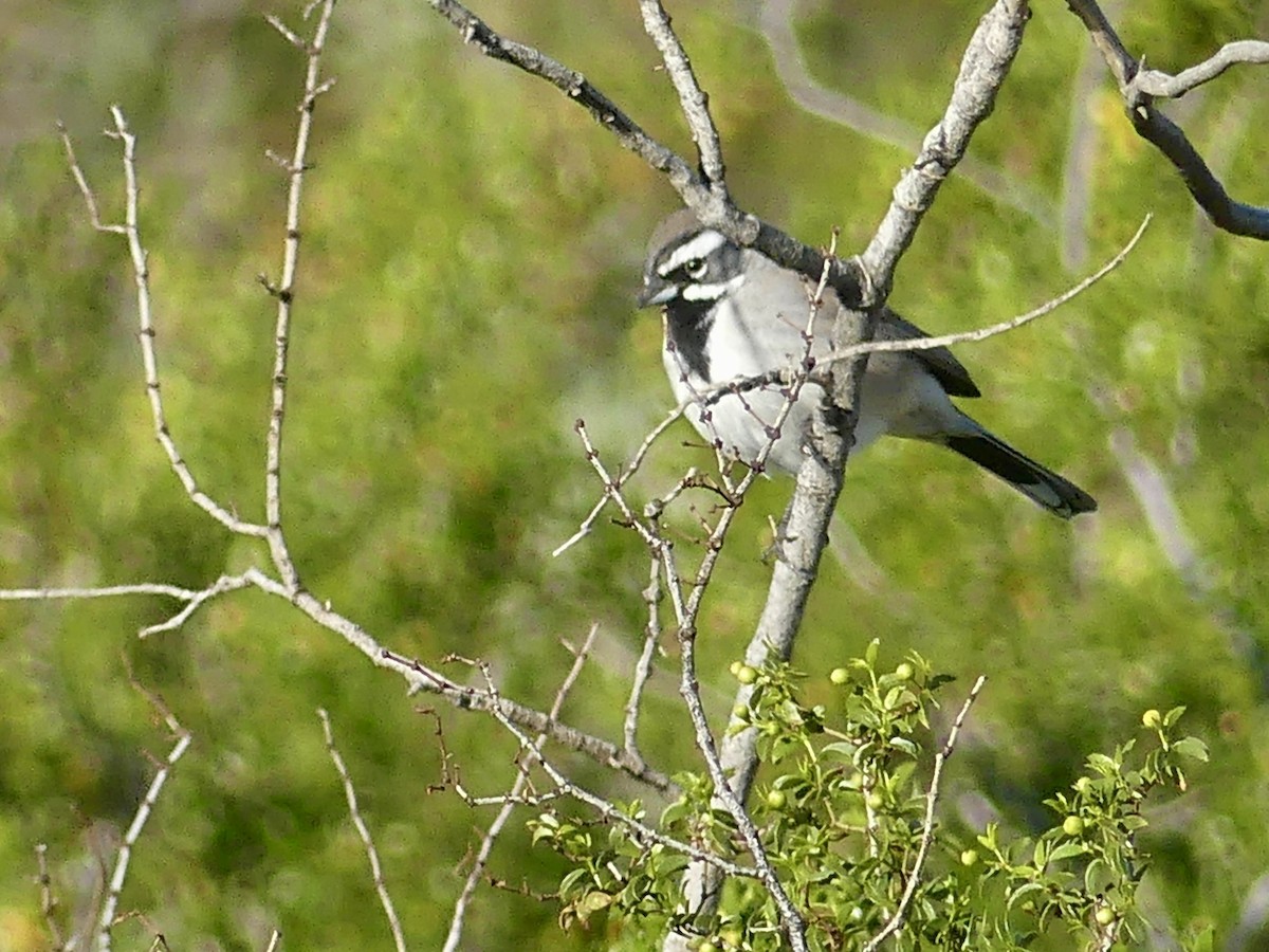 Black-throated Sparrow - ML646407828