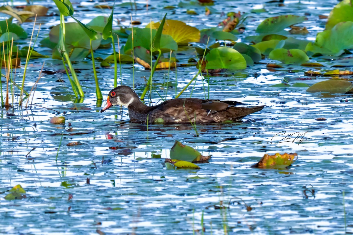 Anatra sposa - ML646407830