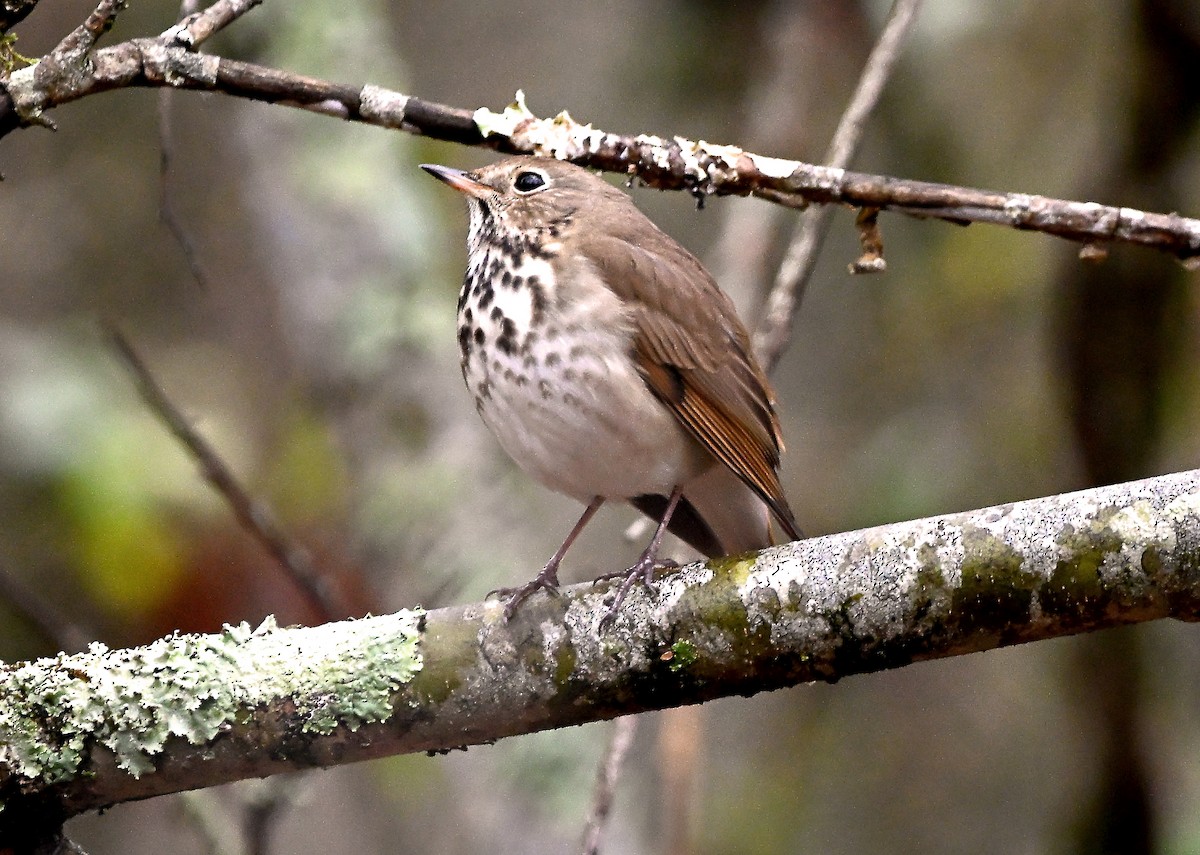Hermit Thrush - ML646407831