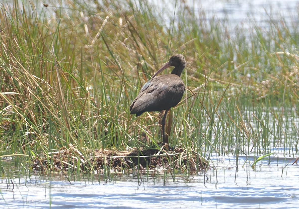 Puna Çeltikçisi - ML646407832