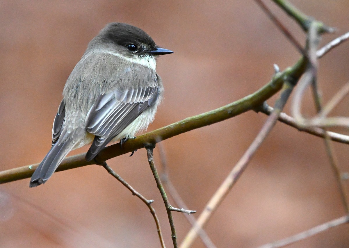 Eastern Phoebe - ML646407837