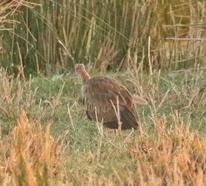 Purple Heron - ML646407838