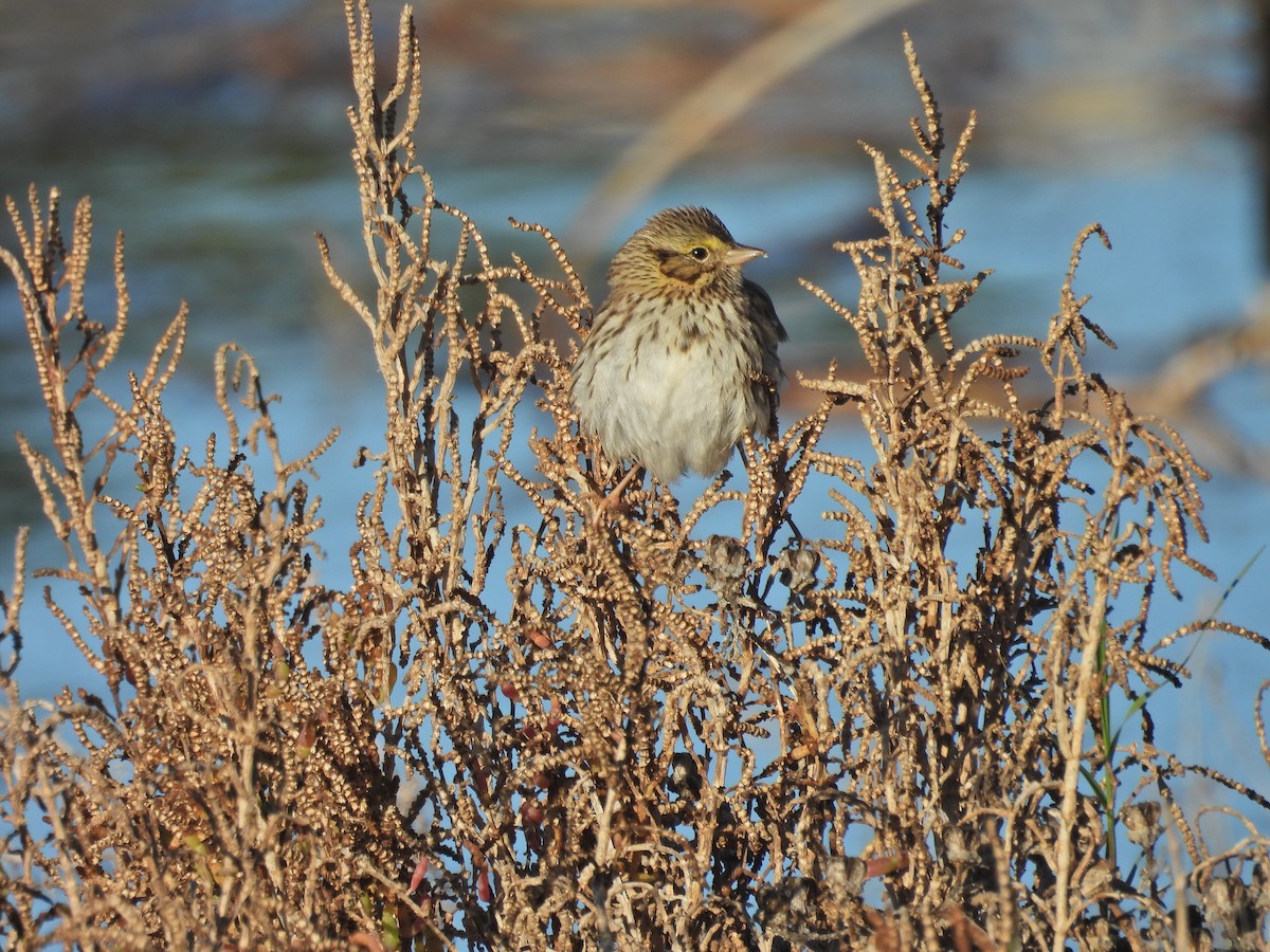 Savannah Sparrow - ML646407839