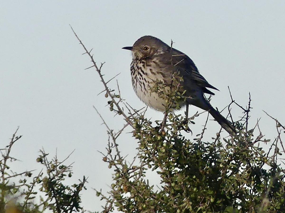 Sage Thrasher - ML646407841